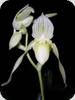 Paph. philippinense alba